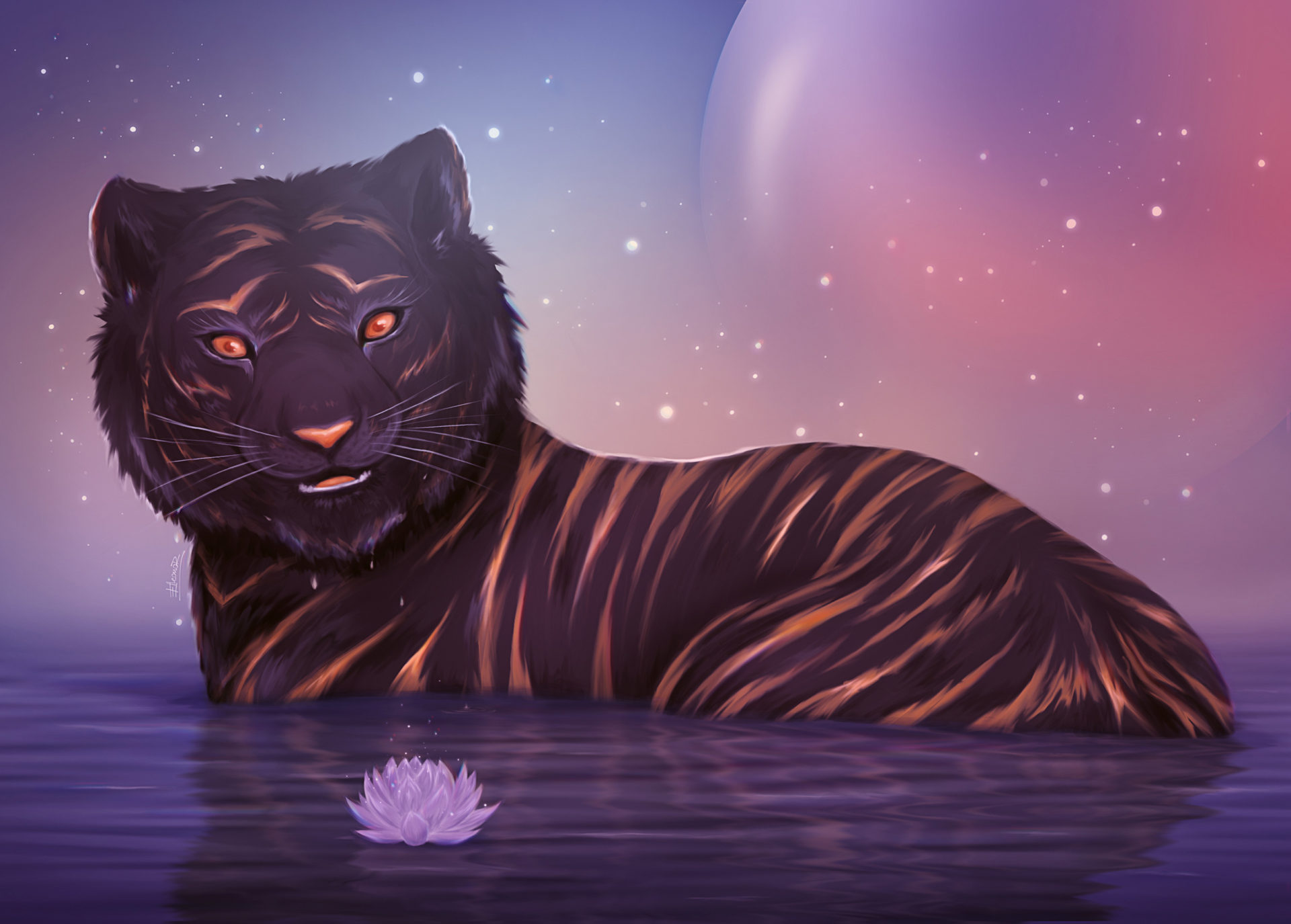 Black water tiger is looking at the water lotus flower floating on the water